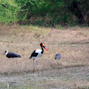 Saddle-billed Stork
