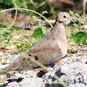 Mourning Dove