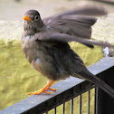 Austral Thrush