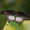 Papilio bianor