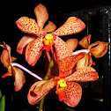 Orchid