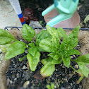 Spinach