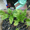 Spinach