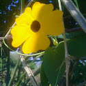Thunbergia