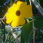 Thunbergia