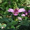 Pink Turtlehead