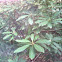 Rhododendron