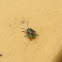 Bug
