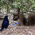 Satin Bowerbird