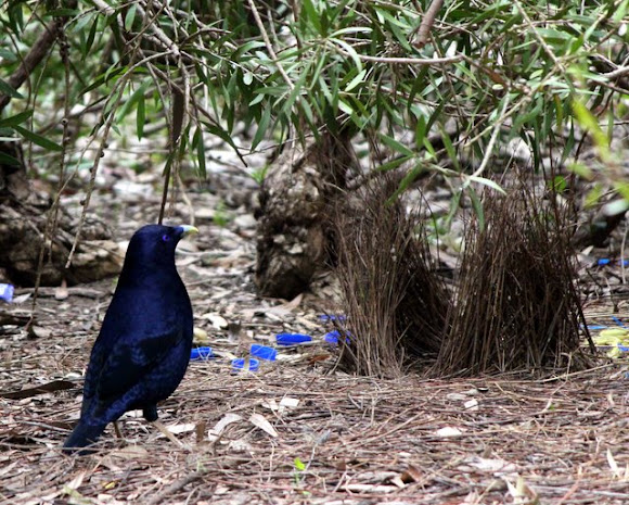 Spotting Image 1