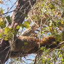 Brown-throated Sloth