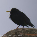 Spotless Starling; Estornino Negro