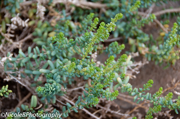 Spotting Image 1