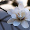 Star Magnolia