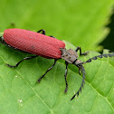 Net-winged beetle
