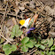 Orange Tip