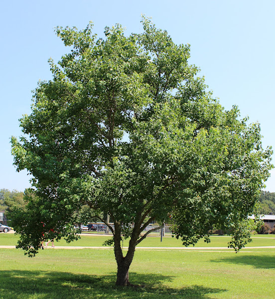 Popcorn tree, Chinese tallow Project Noah