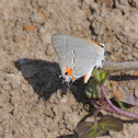 Gray Hairstreak