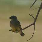 Western Kingbird