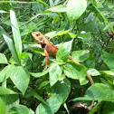 Oriental garden lizard