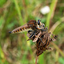 Red-footed Cannibalfly(robber fly)