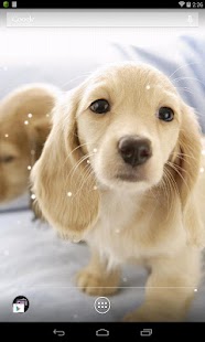 How to get Dachshund HD Live Wallpaper 1.2 mod apk for pc