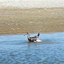 Willet