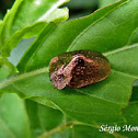 Bronze Tortoise Beetle
