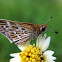 Common Grass Dart