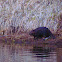North American Beaver