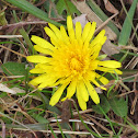 Common Dandelion