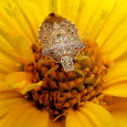Beneficial Insects - Great Lakes Region