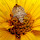 Beneficial Insects - Great Lakes Region
