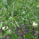 Tomato 'F1 Hybrid'
