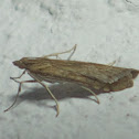 Lucerne Moth