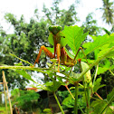 Praying Mantis
