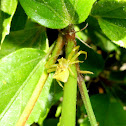 Yellow crab spider