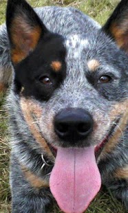 How to get Australian Cattle Dog Puzzle 1.0 unlimited apk for laptop