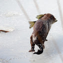 American Mink
