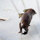 American Mink