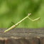 European Mantis