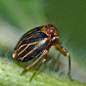 Black leaf-Leg