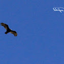 Turkey Vulture