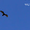 Turkey Vulture