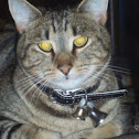 Tabby Cat (This one name is Tiger)
