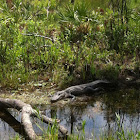 Alligator