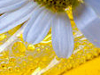 Curso Flores De Bach En Quito  Venta Esencias