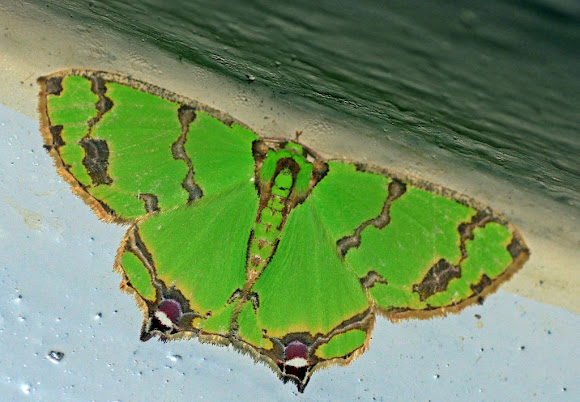 Spotting Image 1