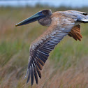 Brown Pelican