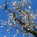 Almond Blossom